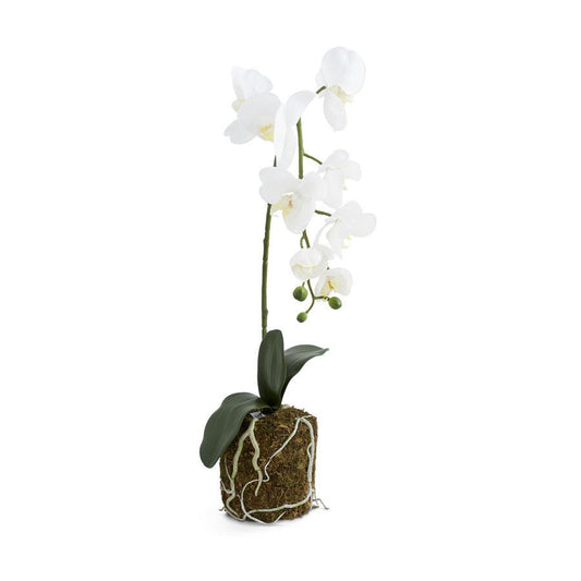 Orchid in Moss Pot - 28in - Findlay Rowe Designs