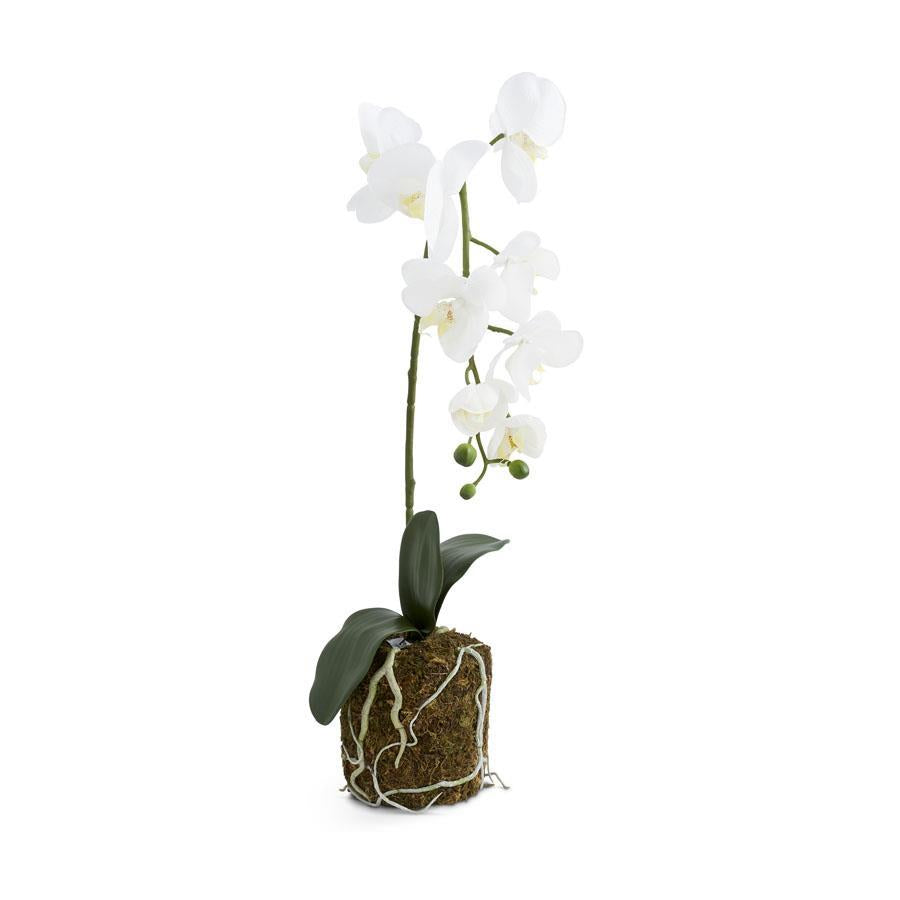 Orchid in Moss Pot - 28in - Findlay Rowe Designs