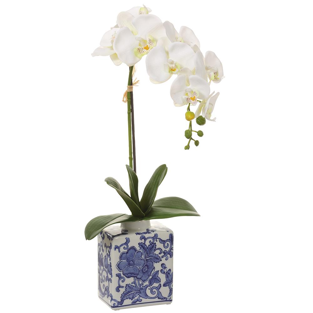 Ceramic Vase - 22in Phalaenopsis Orchid Plant - Cream - Findlay Rowe Designs