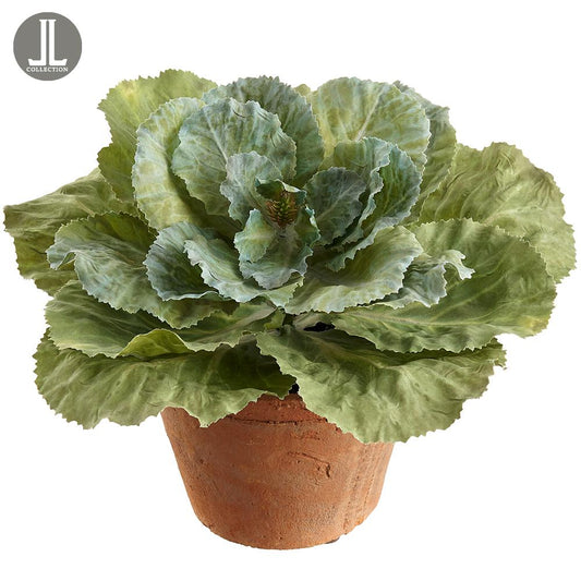 Ornamental Cabbage - Clay Pot - 8in - Findlay Rowe Designs