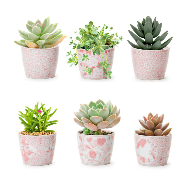 Pink Chinoiserie Small Cachepot - Findlay Rowe Designs