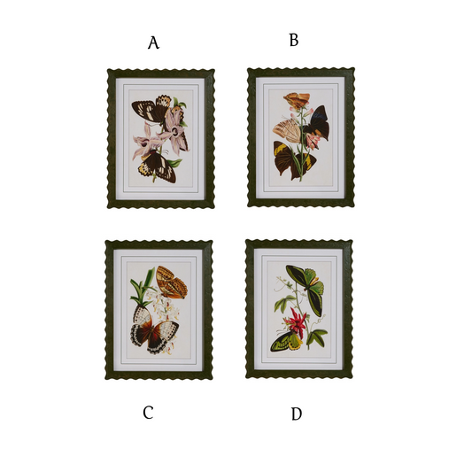 Raz Imports - Framed Art Print - Butterflies - Findlay Rowe Designs