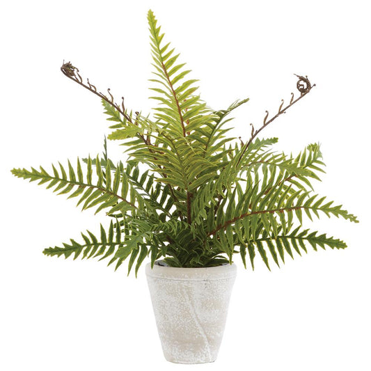 Soft Boston Fern - Cement Pot Beige - 14in - Findlay Rowe Designs