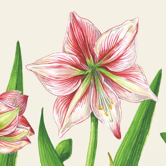 Hester & Cook - Cocktail Napkin - Amaryllis Blooms - Findlay Rowe Designs