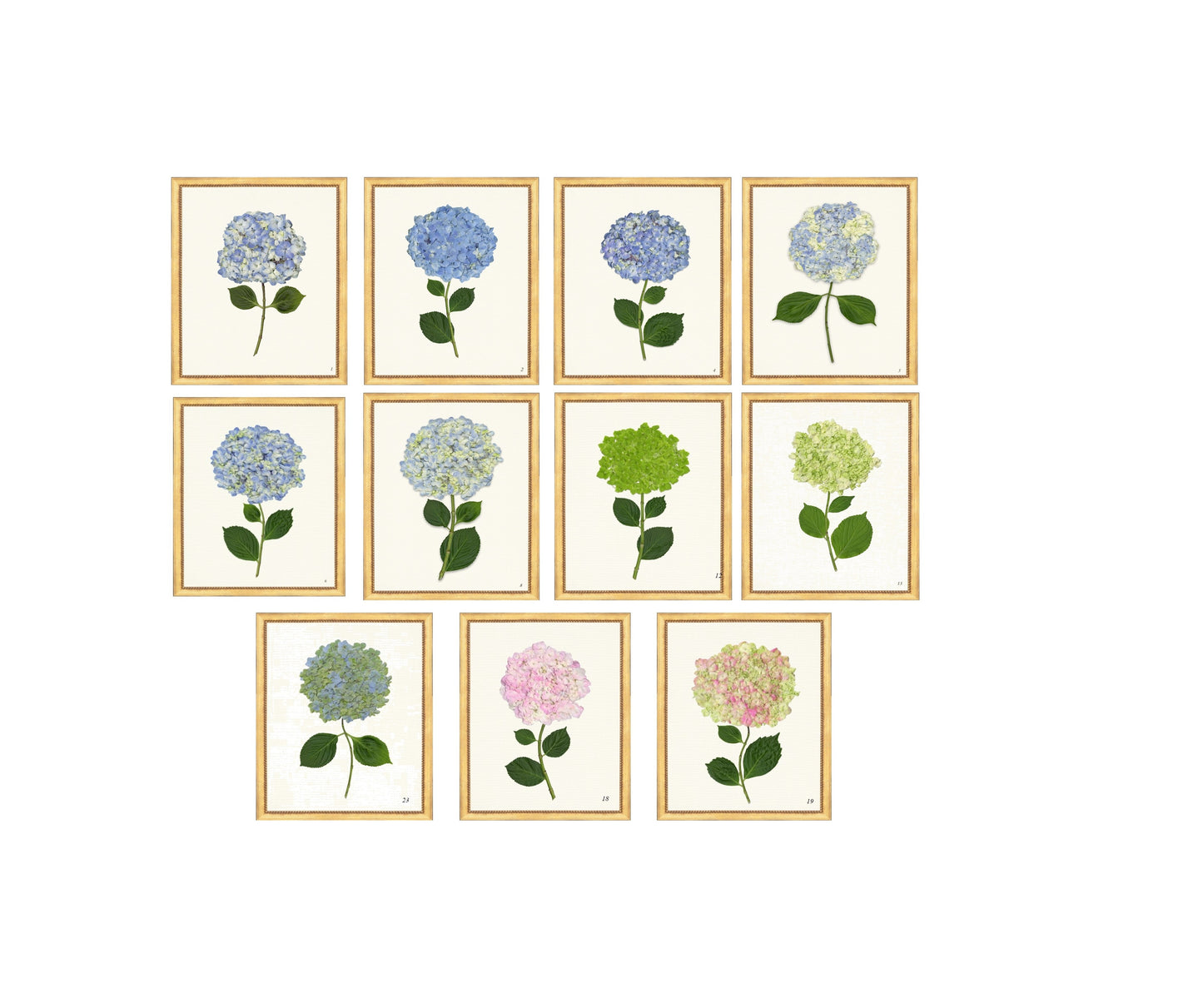 Framed Print - Hydrangea 20x24 - The Leonard Collection