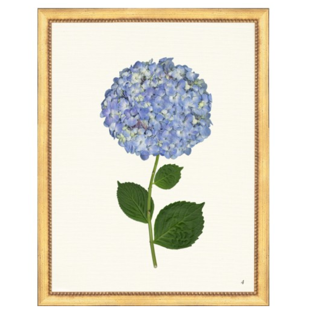 Framed Print - Hydrangea 14x18 Linen- The Leonard Collection