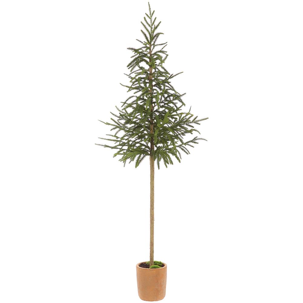 Cypress Topiary Tree in Pot