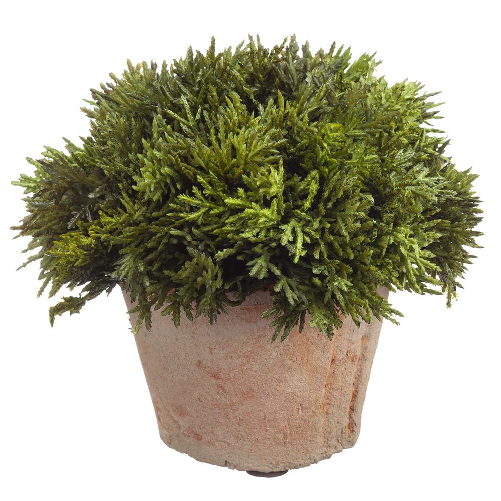 Cypress in Clay Pot - 6 inch - Findlay Rowe Designs