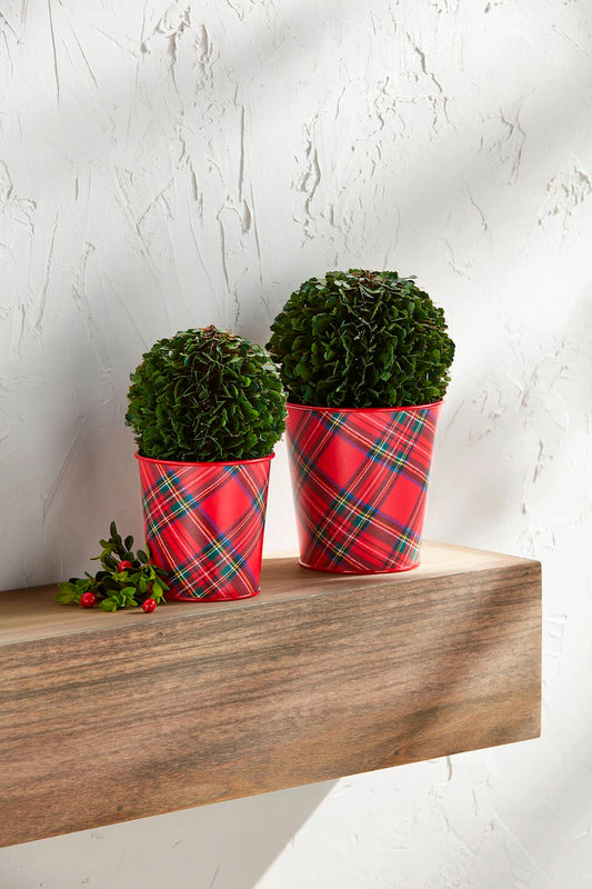 Mud Pie - Boxwood Tartan Pots