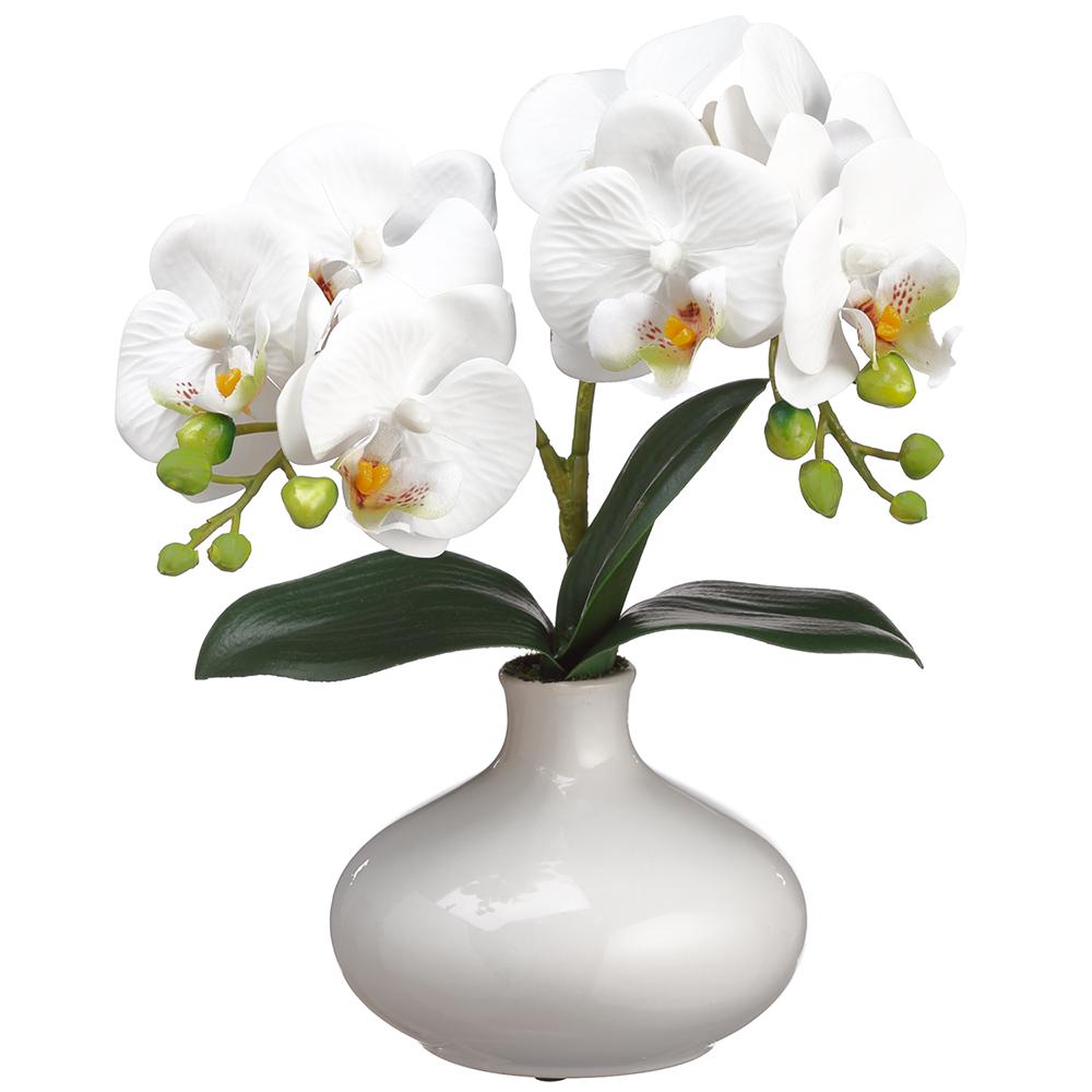Ceramic Vase 12in - Phalaenopsis Orchid Plant - Findlay Rowe Designs