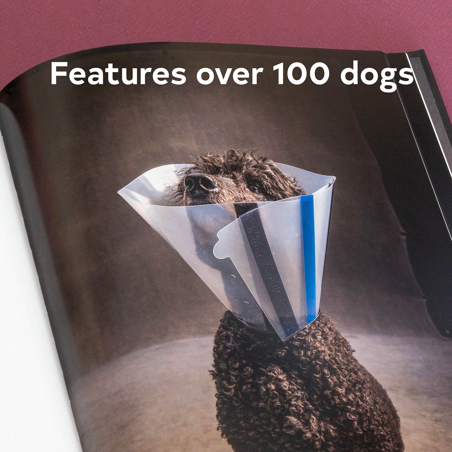 The Year of the Dogs by Vincent J. Musi - Findlay Rowe Designs