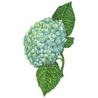 Hester & Cook - Table Accent - Hydrangea - Findlay Rowe Designs