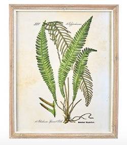 Framed Prints - Fern - Findlay Rowe Designs