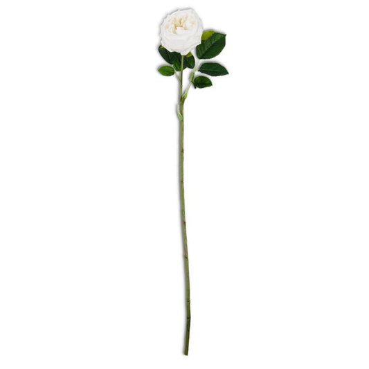 Austin Rose Stem - 24 Inch White Real Touch - Findlay Rowe Designs