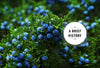 Enjoying Gin: A Tasting Guide and Journal - Findlay Rowe Designs