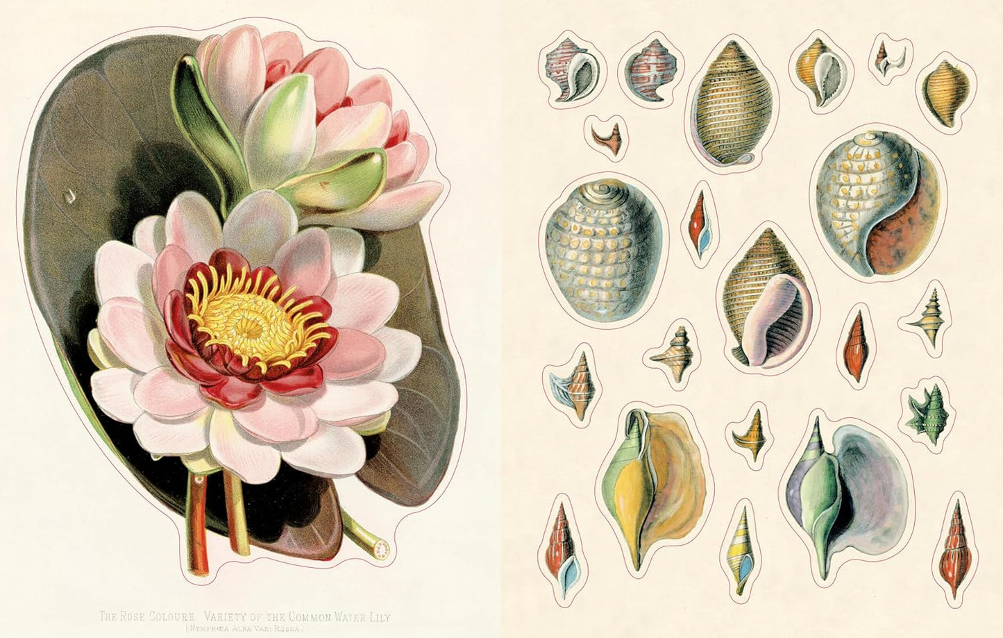John Derian Sticker Book II - Findlay Rowe Designs