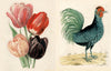 John Derian Sticker Book II - Findlay Rowe Designs