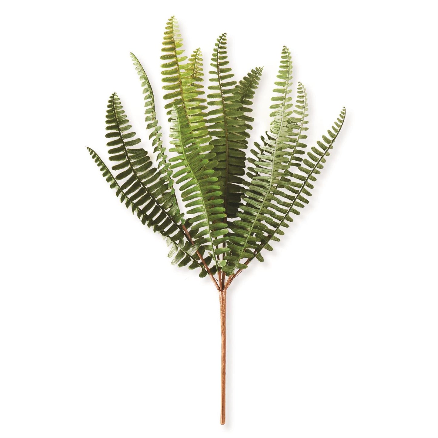 Spray - Fish Bone Fern Stem - 14.5 Inch - Findlay Rowe Designs