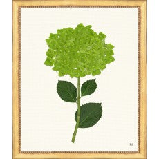 Framed Print - Hydrangea 20x24 - The Leonard Collection