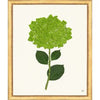 Framed Print - Hydrangea 20x24 - The Leonard Collection