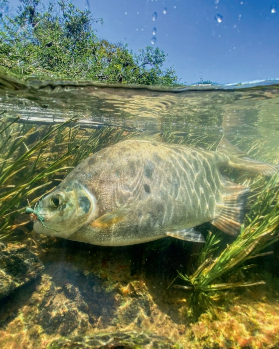 A Fishable Feast: Fly Fishing and Eating Your Way Around the World - Findlay Rowe Designs