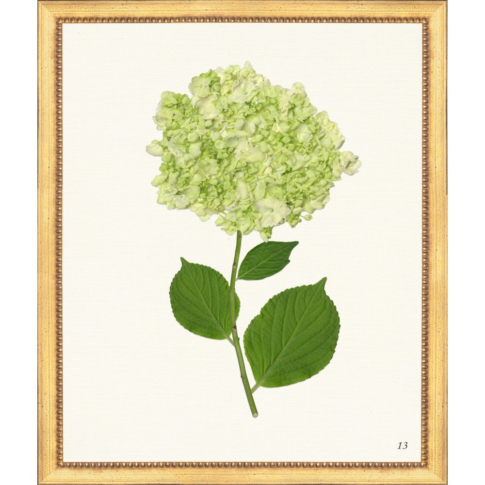 Framed Print - Hydrangea 20x24 - The Leonard Collection