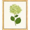 Framed Print - Hydrangea 20x24 - The Leonard Collection