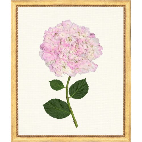 Framed Print - Hydrangea 20x24 - The Leonard Collection