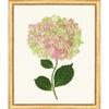 Framed Print - Hydrangea 20x24 - The Leonard Collection