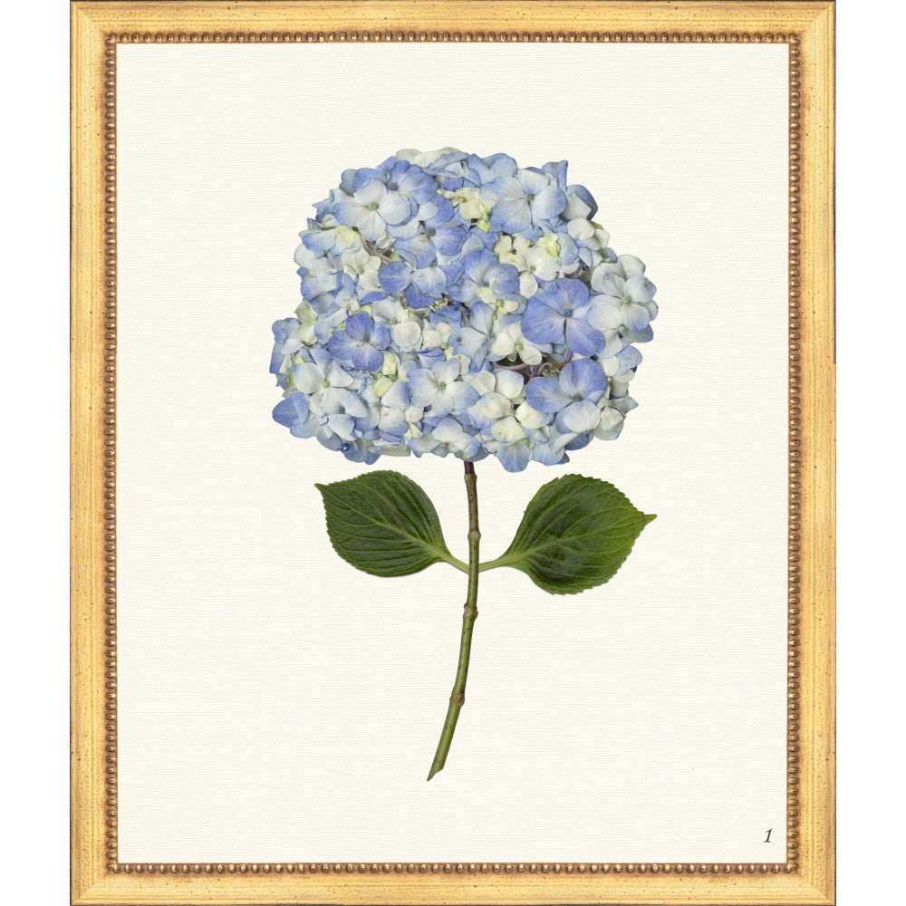 Framed Print - Hydrangea 20x24 - The Leonard Collection