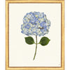 Framed Print - Hydrangea 20x24 - The Leonard Collection
