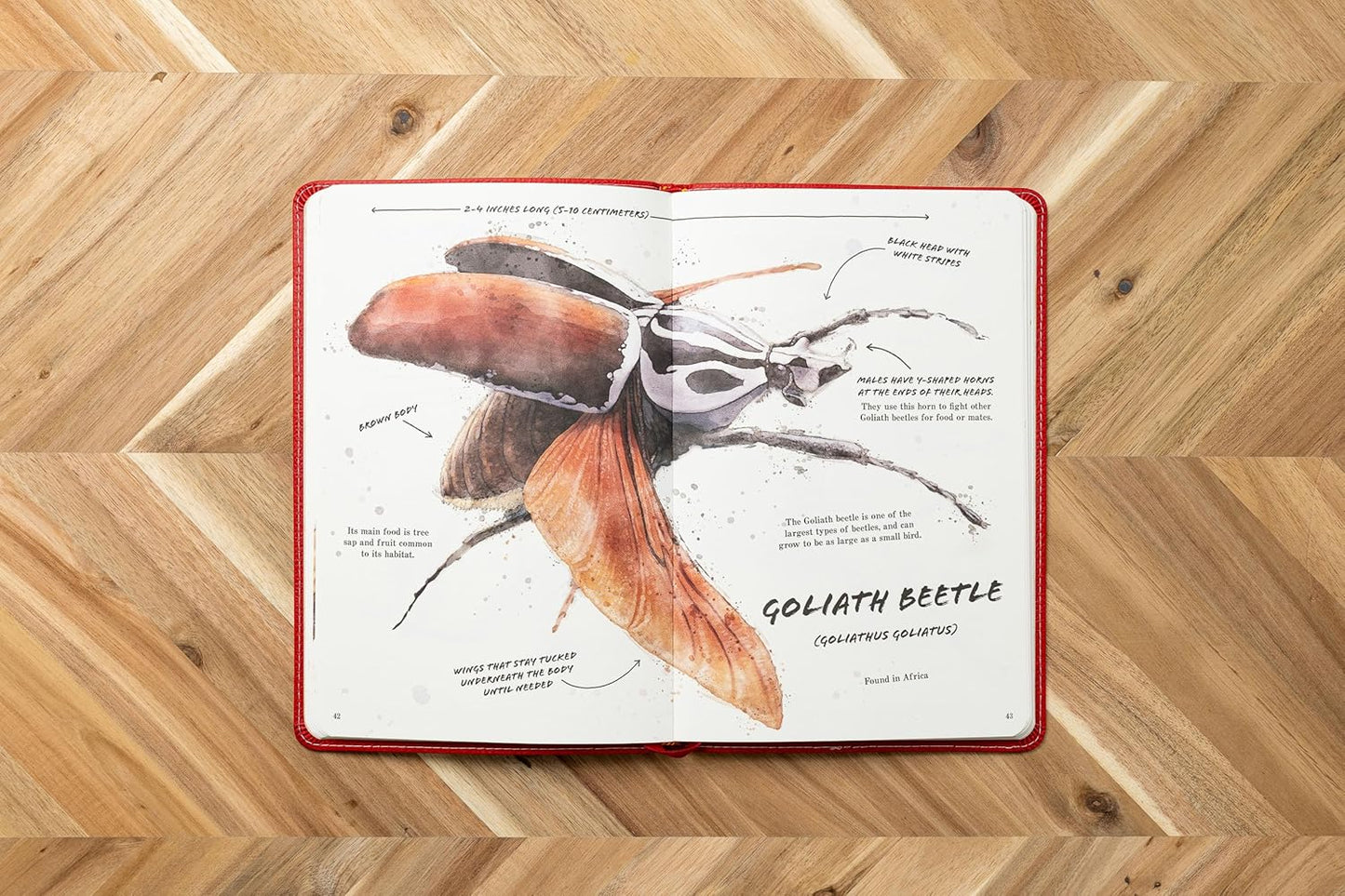 The Ultimate Bug Field Guide - Findlay Rowe Designs