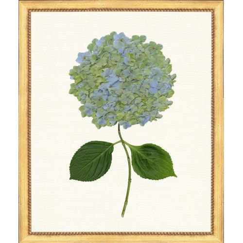 Framed Print - Hydrangea 20x24 - The Leonard Collection