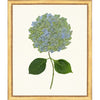 Framed Print - Hydrangea 20x24 - The Leonard Collection