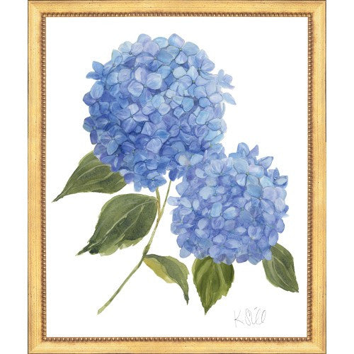 Framed Print - Hydrangea Bloom 22x26 - Kate Sherrill