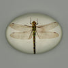 Decorative Glass Paperweights - Findlay Rowe Designs