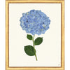 Framed Print - Hydrangea 20x24 - The Leonard Collection