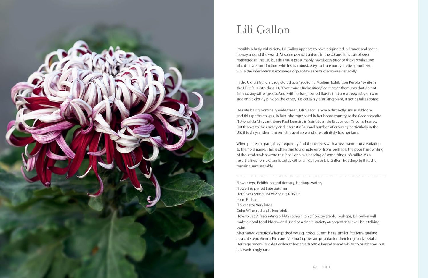 Chrysanthemums Beautiful Varieties for Home and Garden - Findlay Rowe Designs