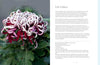 Chrysanthemums Beautiful Varieties for Home and Garden - Findlay Rowe Designs