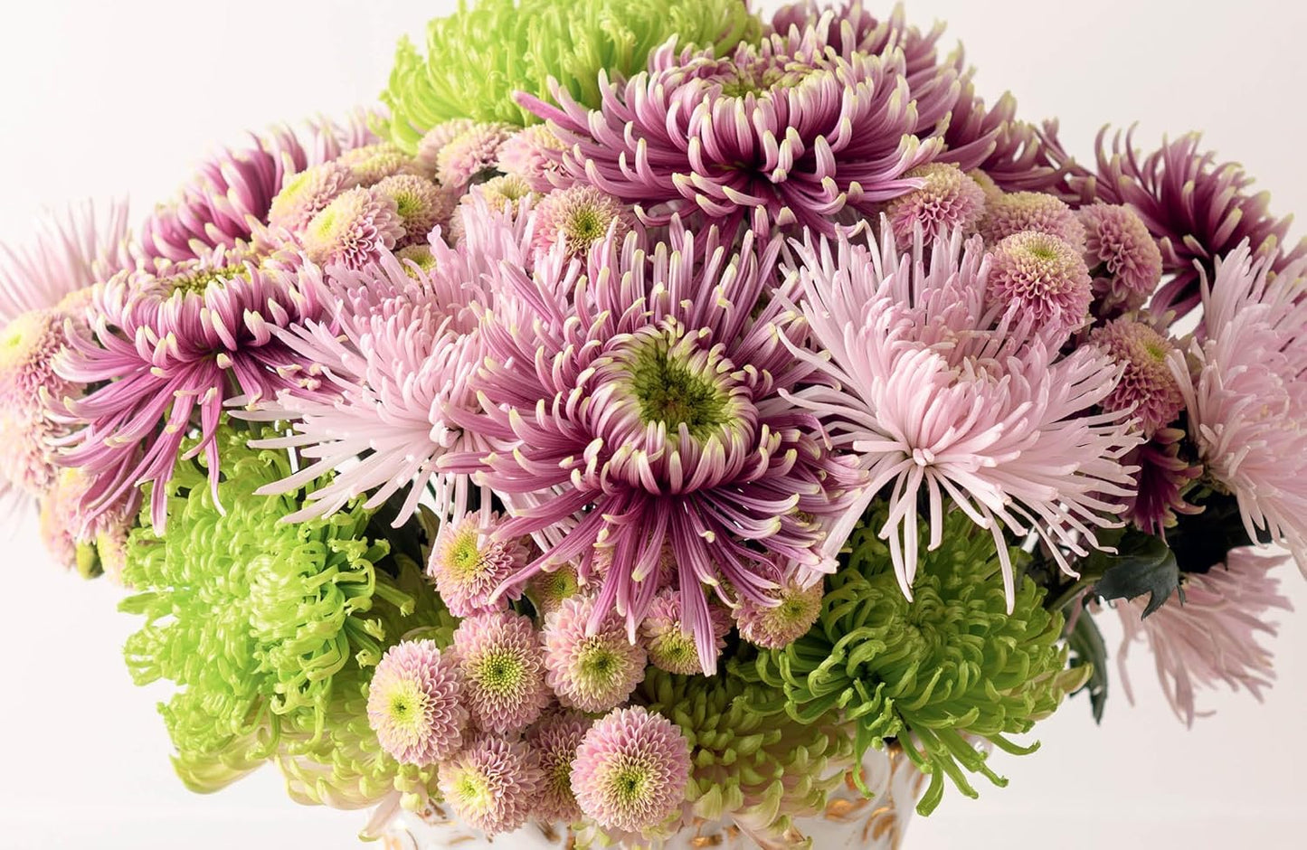 Chrysanthemums Beautiful Varieties for Home and Garden - Findlay Rowe Designs