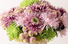 Chrysanthemums Beautiful Varieties for Home and Garden - Findlay Rowe Designs
