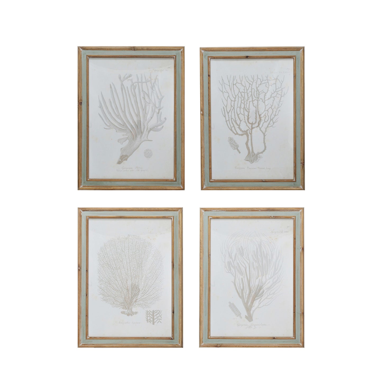 Framed Print - Coral - Assorted - Findlay Rowe Designs