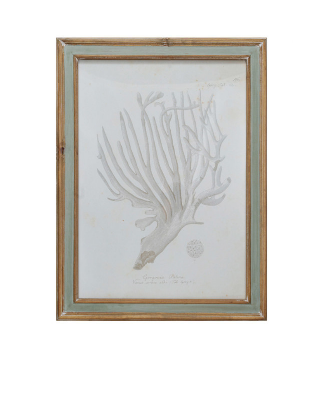 Framed Print - Coral - Assorted - Findlay Rowe Designs