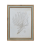 Framed Print - Coral - Assorted - Findlay Rowe Designs