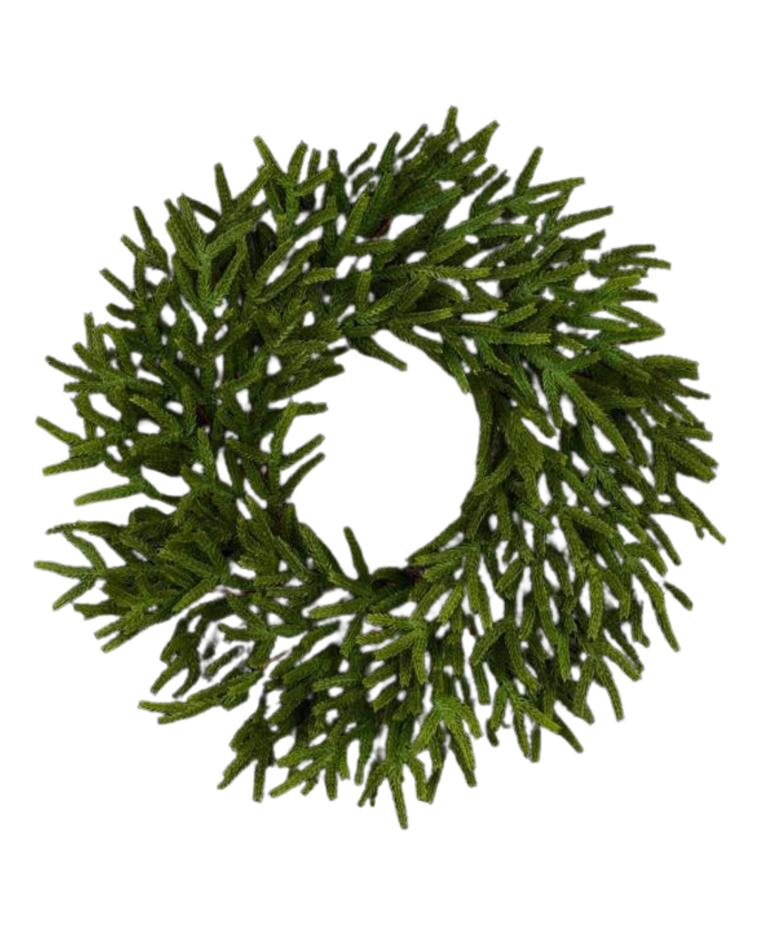 A&B Floral - Wreath - Norfolk Island Pine - 24
