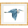 Framed Print - Blue Heron in Flight - Kate Sherrill