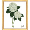 Framed Print - Hydrangea Bloom 22x26 - Kate Sherrill