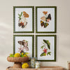 Raz Imports - Framed Art Print - Butterflies - Findlay Rowe Designs