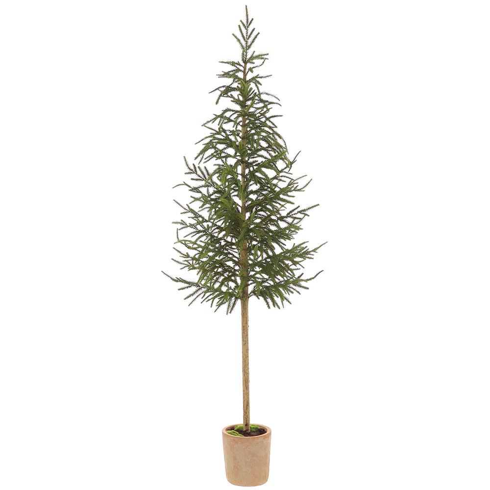 Cypress Topiary Tree in Pot