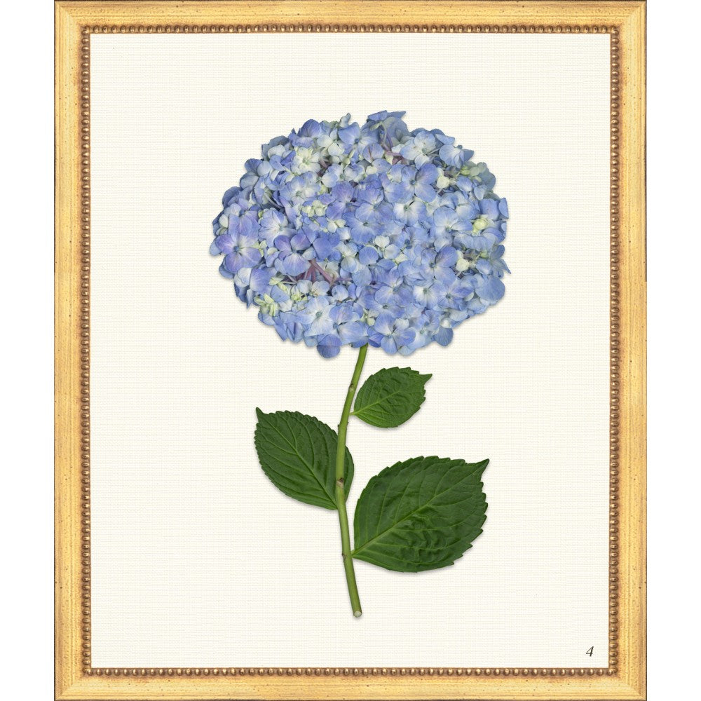 Framed Print - Hydrangea 20x24 - The Leonard Collection